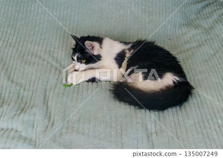 Beautiful cat playing with a mouse toy on a bed Beautiful cat playing with a mouse toy on a bed 135007249