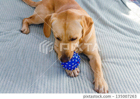 Labrador retriever dog playing with ball toy Labrador retriever dog playing with ball toy 135007263