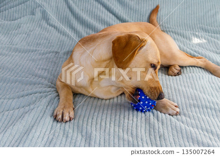 Labrador retriever dog playing with ball toy Labrador retriever dog playing with ball toy 135007264