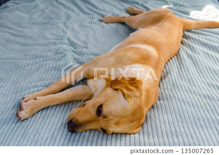 Cute labrador retriever dog lying on a bed Cute labrador retriever dog lying on a bed 135007265