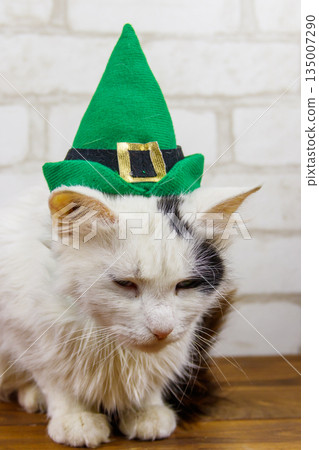 Portrait of beautiful cat wearing a green leprechaun hat. St. Patrick's Day concept 135007290