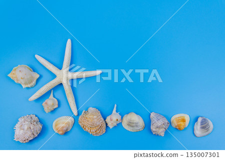 Seashells and starfish on pastel blue background. Top view, copy space. Summer vacations concept 135007301