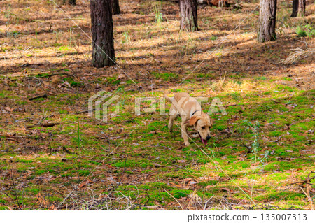 Labrador retriever walking in the pine forest at autumn 135007313