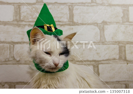 Portrait of beautiful cat wearing a green leprechaun hat. St. Patrick's Day concept Portrait of beautiful cat wearing a green leprechaun hat. St. Patrick's Day concept 135007318
