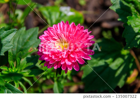Beautiful aster on flower bed in the garden 135007322