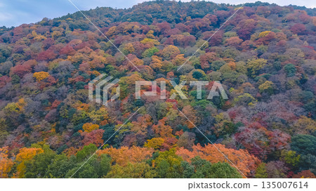 Nov 24 2025 Scenic Autumn Trees at Arashiyama Kyoto Japan 135007614