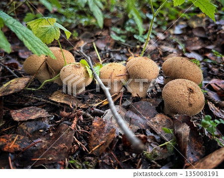 prickly puffball mushrooms in the forest prickly puffball mushrooms in the forest 135008191