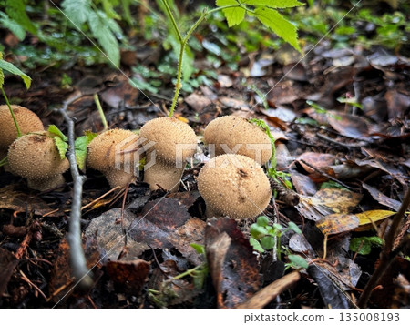 prickly puffball mushrooms in the forest 135008193
