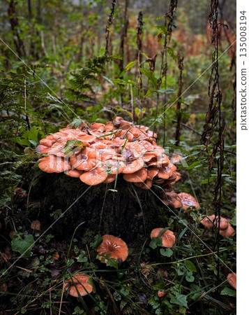 a stump covered with autumn honey mushrooms a stump covered with autumn honey mushrooms 135008194