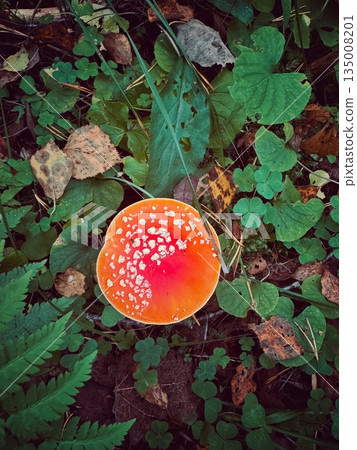 top view of manita muscaria mushroom. having red cap with white spots, vertical photo top view of manita muscaria mushroom. having red cap with white spots, vertical photo 135008201