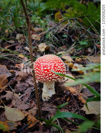 little Amanita muscaria mushroom. having red cap with white spots, vertical photo little Amanita muscaria mushroom. having red cap with white spots, vertical photo 135008205