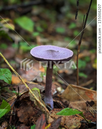 wild violet webcap red-book mushroom. Vertical photo 135008207