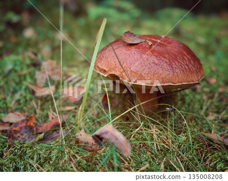 big pet mushroom among green grass and moss in the forest. Vertical photo 135008208