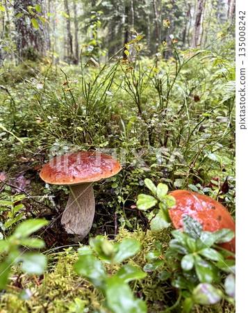 pet mushrooms among green grass and moss in the forest. Vertical photo pet mushrooms among green grass and moss in the forest. Vertical photo 135008242