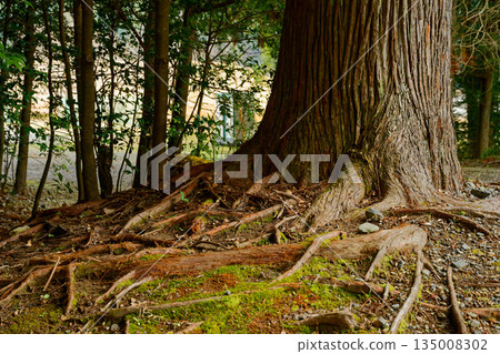 Root of a big tree Root of a big tree 135008302