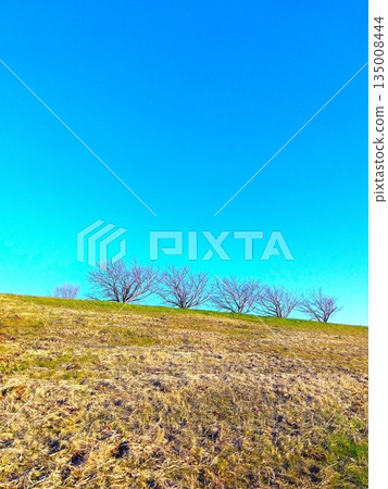 Winter scenery of the Edogawa River bank with rows of dead cherry trees Winter scenery of the Edogawa River bank with rows of dead cherry trees 135008444