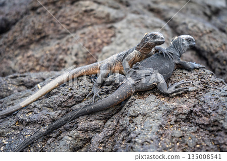 Marine Iguanas Resting on Lava Rocks in Galapagos 135008541
