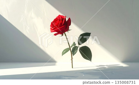A beautiful red rose blossom in a glass vase rests by a white window as a romantic Valentine gift symbolizing love and nature 135008731