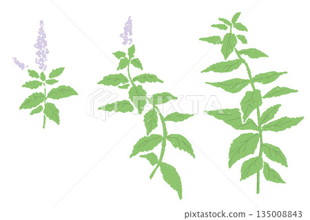 herbal, leaf, leafs 135008843