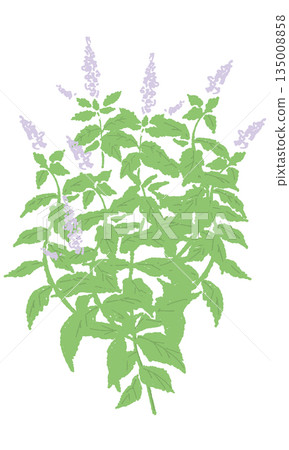 leaf, leafs, leaves 135008858