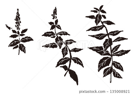 Mint hand-drawn monochrome illustration 135008921