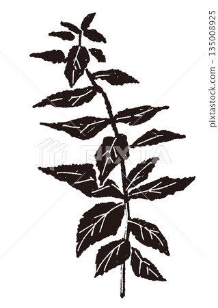 薄荷綠手繪單色插圖 薄荷綠手繪單色插圖 135008925