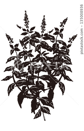 Mint hand-drawn monochrome illustration Mint hand-drawn monochrome illustration 135008936