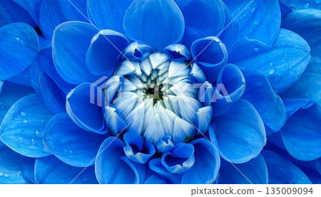A macro close-up of a blooming blue and white dahlia flower with delicate petals showcasing natural beauty against a dark black background in a spring garden A macro close-up of a blooming blue and white dahlia flower with delicate petals showcasing natural beauty against a dark black background in a spring garden 135009094