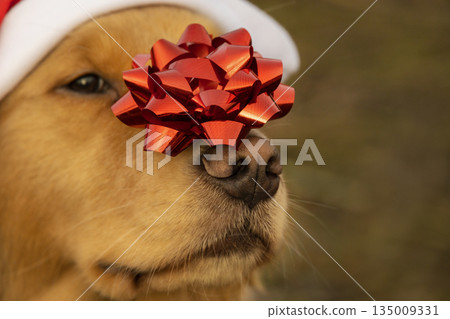 An adorable golden retriever puppy wearing a Santa hat looks at the camera with a large decorative red gift bow placed on its nose, creating a festive holiday mood 135009331