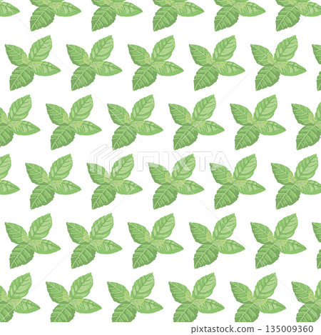 手繪薄荷葉彩色插圖 135009360