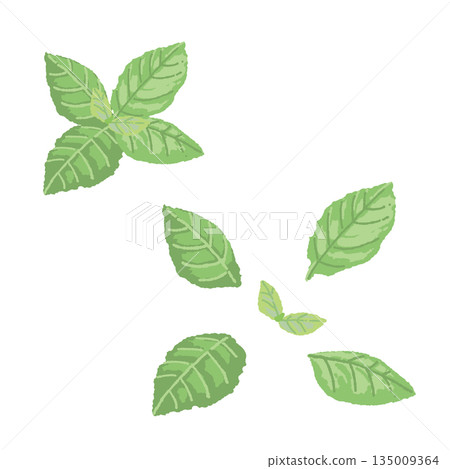 Hand-drawn mint leaf color illustration Hand-drawn mint leaf color illustration 135009364