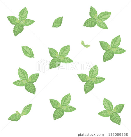 手繪薄荷葉彩色插圖 135009368