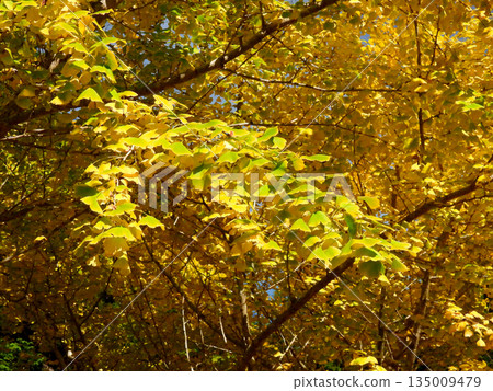 Ginkgo leaves turning yellow 135009479
