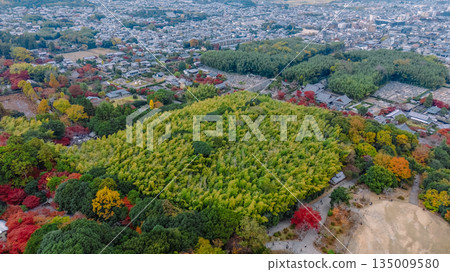 Nov 24 2025 Sagano Bamboo Grove Serene Pathway In Kyoto Japan Nov 24 2025 Sagano Bamboo Grove Serene Pathway In Kyoto Japan 135009580