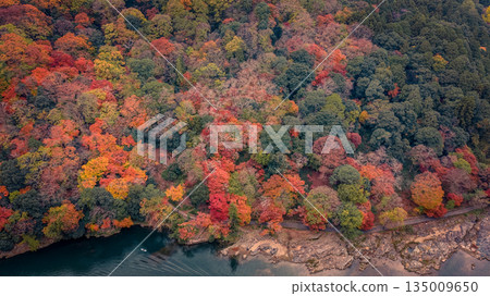 Nov 24 2025 Fall Trees At Arashiyama Rankyo Gorge Kyoto Japan Nov 24 2025 Fall Trees At Arashiyama Rankyo Gorge Kyoto Japan 135009650