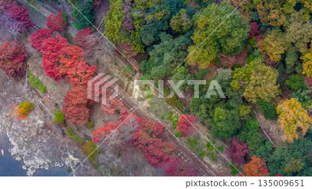 Nov 24 2025 Fall Trees At Arashiyama Rankyo Gorge Kyoto Japan Nov 24 2025 Fall Trees At Arashiyama Rankyo Gorge Kyoto Japan 135009651