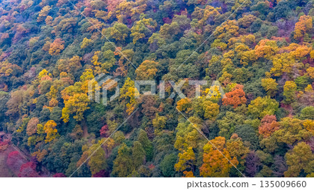 Nov 24 2025 Scenic Autumn Trees at Arashiyama Kyoto Japan Nov 24 2025 Scenic Autumn Trees at Arashiyama Kyoto Japan 135009660