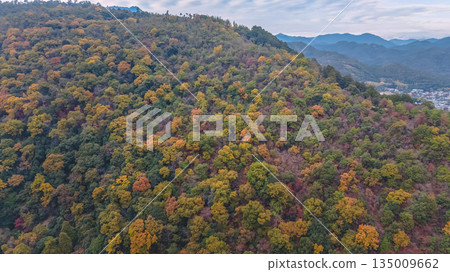 Nov 24 2025 Scenic Autumn Trees at Arashiyama Kyoto Japan 135009662
