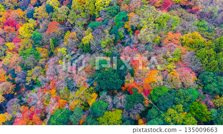 Nov 24 2025 Scenic Autumn Trees at Arashiyama Kyoto Japan 135009663