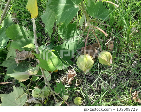 Fruit on the tree 135009729