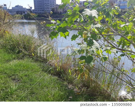 River, leaves and buildings River, leaves and buildings 135009860