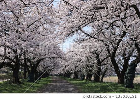 A promenade under the cherry blossom trees in full bloom at Kitakami City Tenshochi Park 135010151