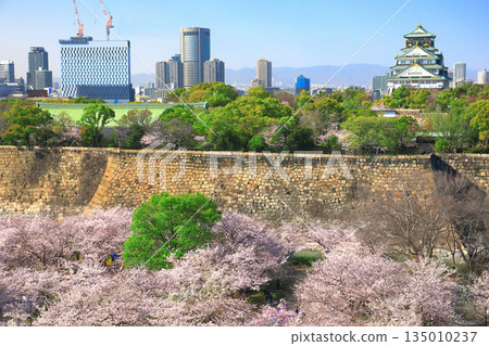 [Osaka Prefecture] Cherry Blossoms in Full Bloom and Osaka Castle 135010237