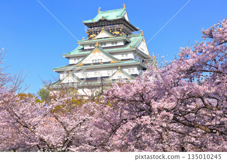 [Osaka Prefecture] Cherry Blossoms in Full Bloom and Osaka Castle 135010245