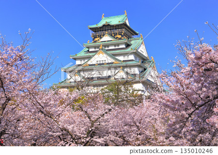 [Osaka Prefecture] Cherry Blossoms in Full Bloom and Osaka Castle 135010246