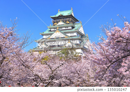 [大阪府]盛開的櫻花與大阪城 135010247