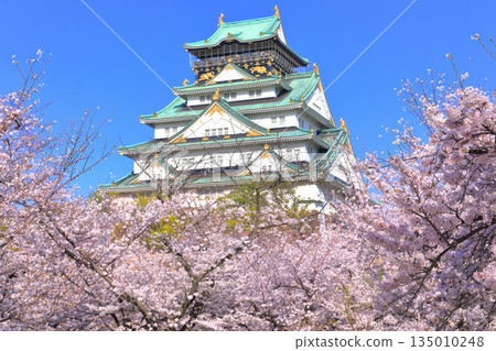[大阪府]盛開的櫻花與大阪城 135010248