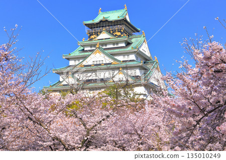 [Osaka Prefecture] Cherry Blossoms in Full Bloom and Osaka Castle 135010249