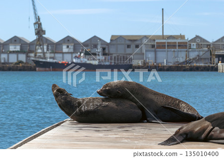 Group of cape fur seals resting on a wooden dock with a harbor Group of cape fur seals resting on a wooden dock with a harbor 135010400