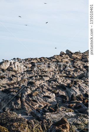 Many cape fur seal resting on rocky island under clear sky birds flying overhead Many cape fur seal resting on rocky island under clear sky birds flying overhead 135010401